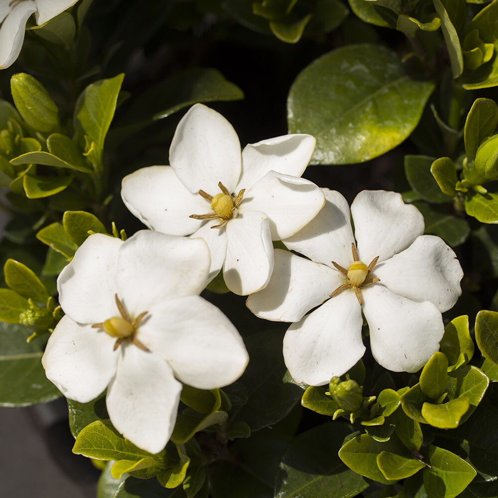 Fragrant Flowering Shrubs, Hardy Gardenia Pair, evergreen, white blooms, 2 x pot