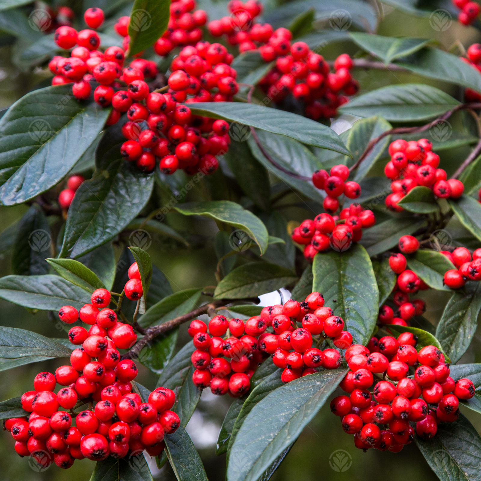 Cotoneaster x watereri | Cotoneaster Tree | Ornamental Tree | 5-6ft