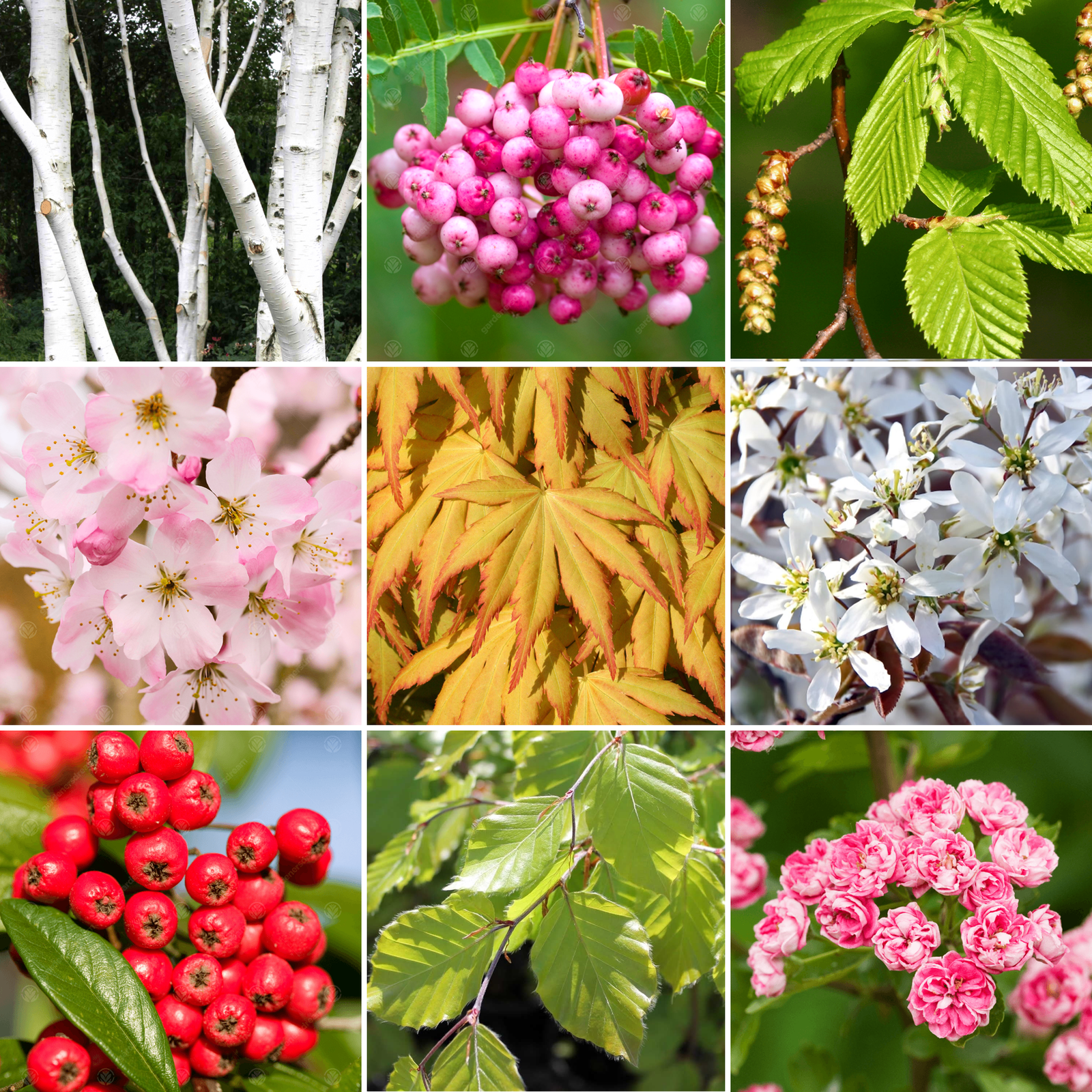 10 Mixed Landscape Quality Ornamental Outdoor Garden Trees in 10L Pots 6-8ft