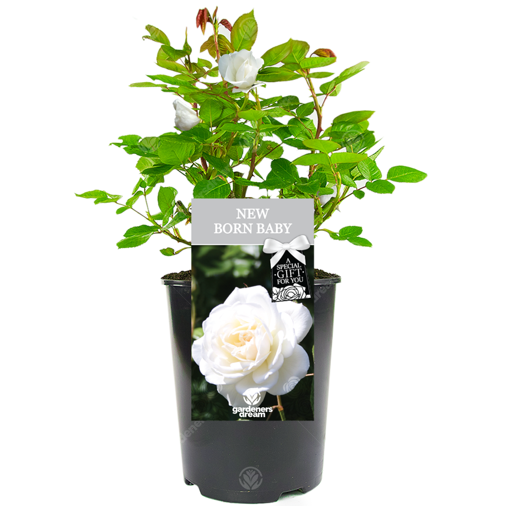 New Born Baby Rose - Gift for New Baby - Live Rose Bush Plant
