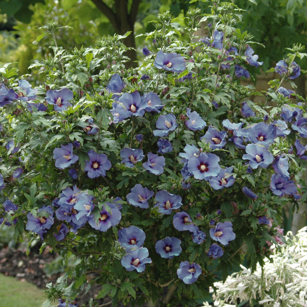 Flowering Shrub, Hibiscus Marina Blue, Hardy Blooms, Patio or Border, 3L Pot