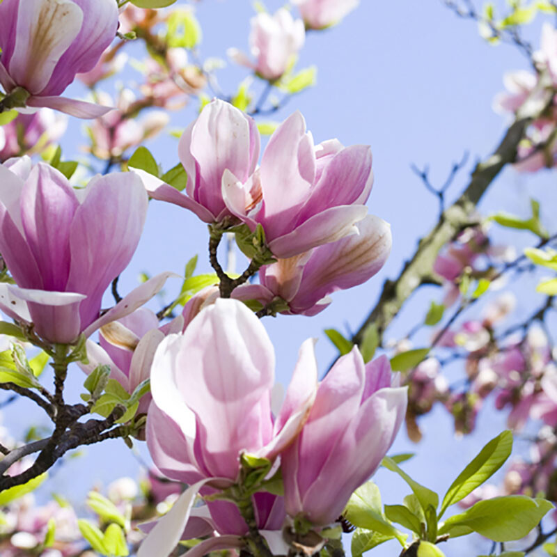 Flowering Shrub, Magnolia Soulangeana, Pink-White Spring Blooms, Supplied 3L Pot