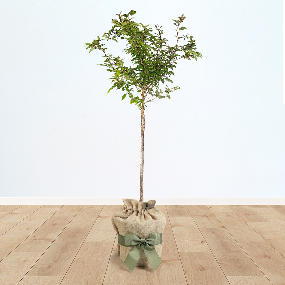 Flowering Cherry Prunus 'Kojo-no-Mai' 90cm Tall (3L pot in Brown Hessian Bag)