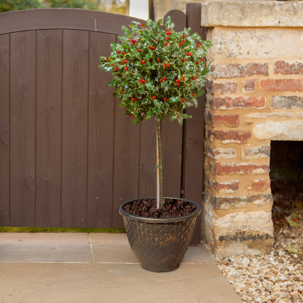 Holly Tree Ilex 'Blue Maid' Standard, 65-90cm Tall Evergreen Hardy Patio Plant