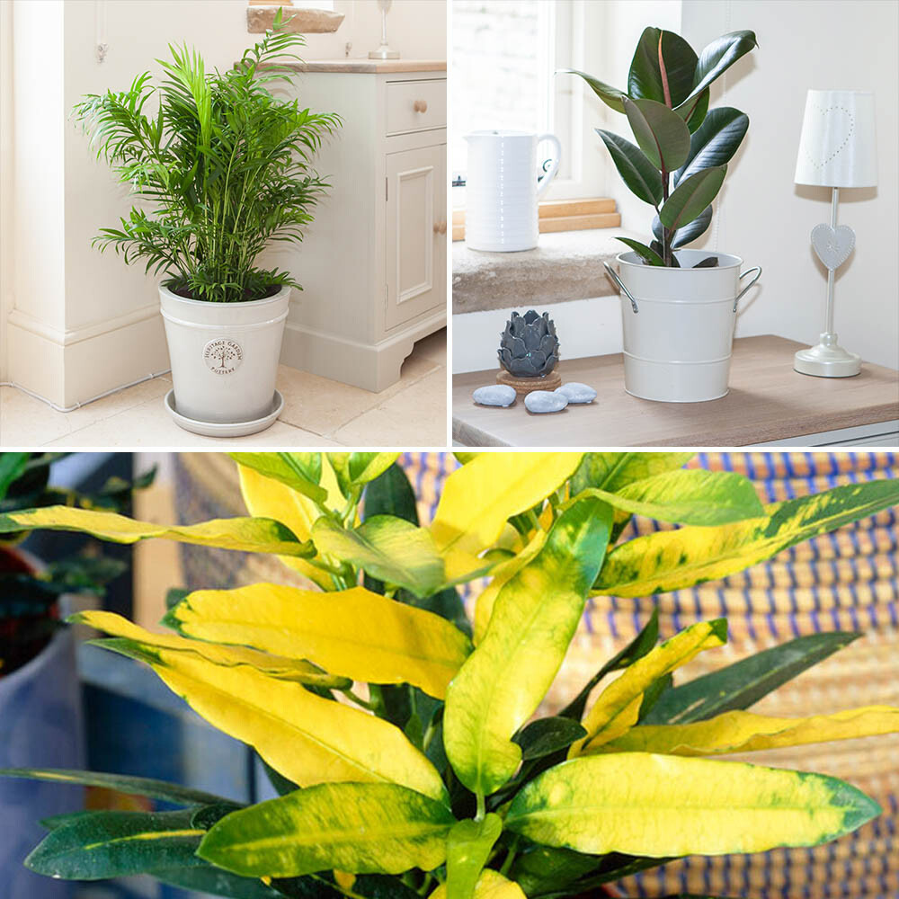 Indoor Houseplant Collection, Set of 3 x 12cm Pots, Easy Care, Air Purifying
