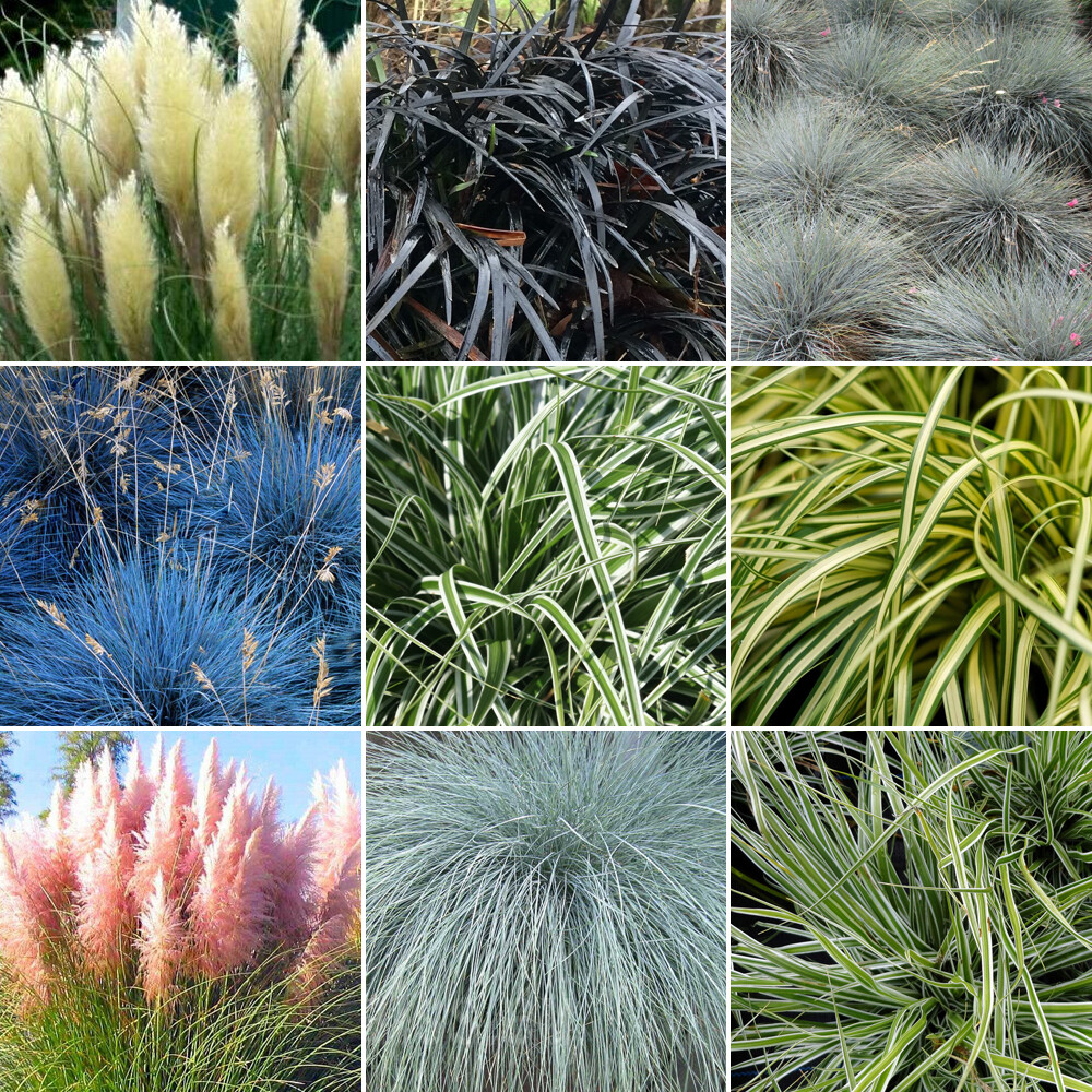 10 X Mixed Grasses - Evergreen Outdoor Grasses In 9cm Pot UK Grown