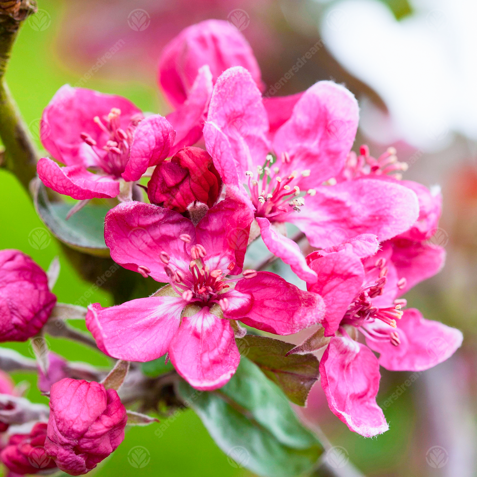 Malus Harry Baker | Crab Apple | Ornamental Garden Tree | 5-6ft