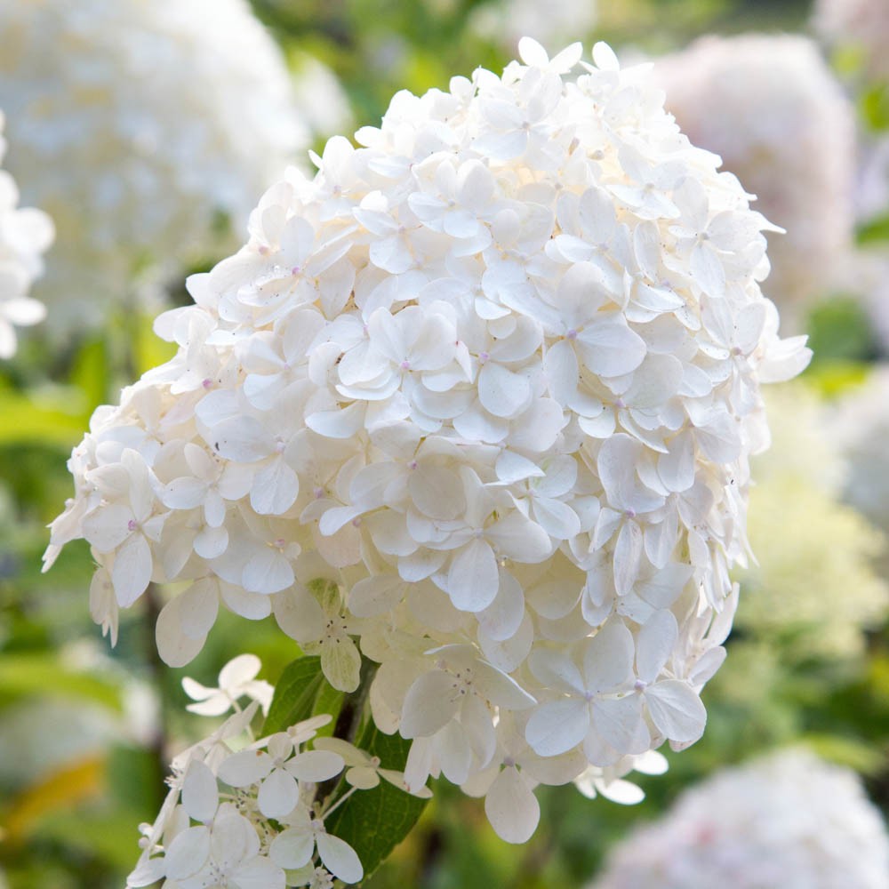 Perennial Shrubs Hydrangea Silver Dollar, 3 x 9cm Pots, Creamy White Flowers