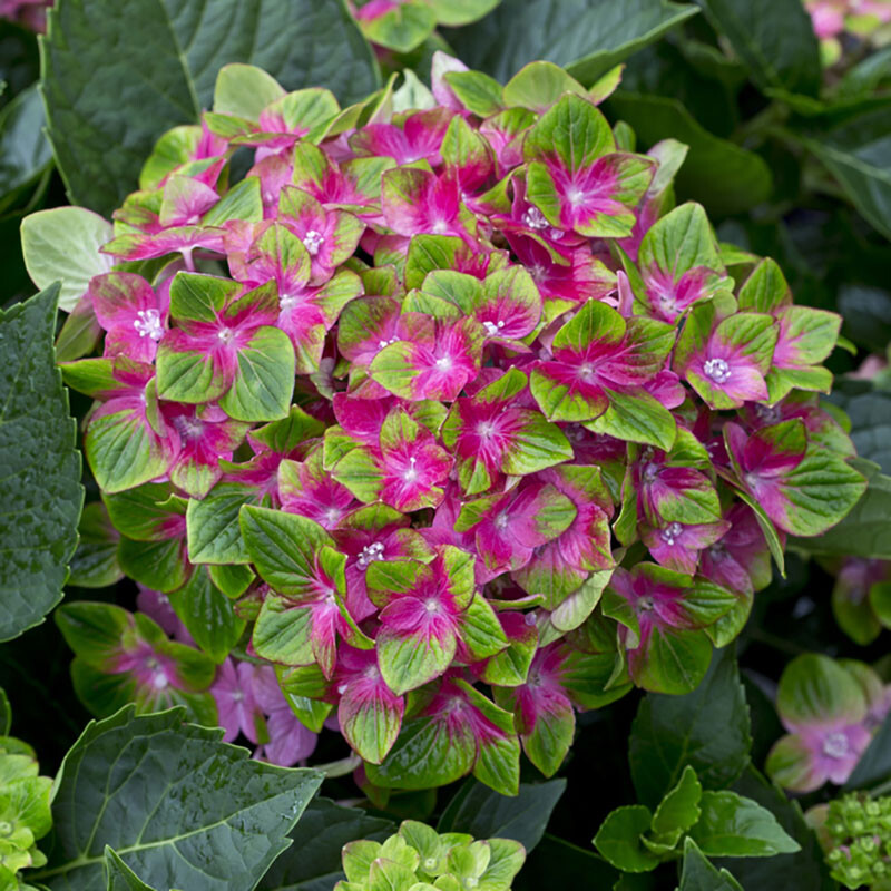Flowering Shrubs, Hydrangea Glam Rock, Colour-Changing, Hardy, 2 x 9cm Pots