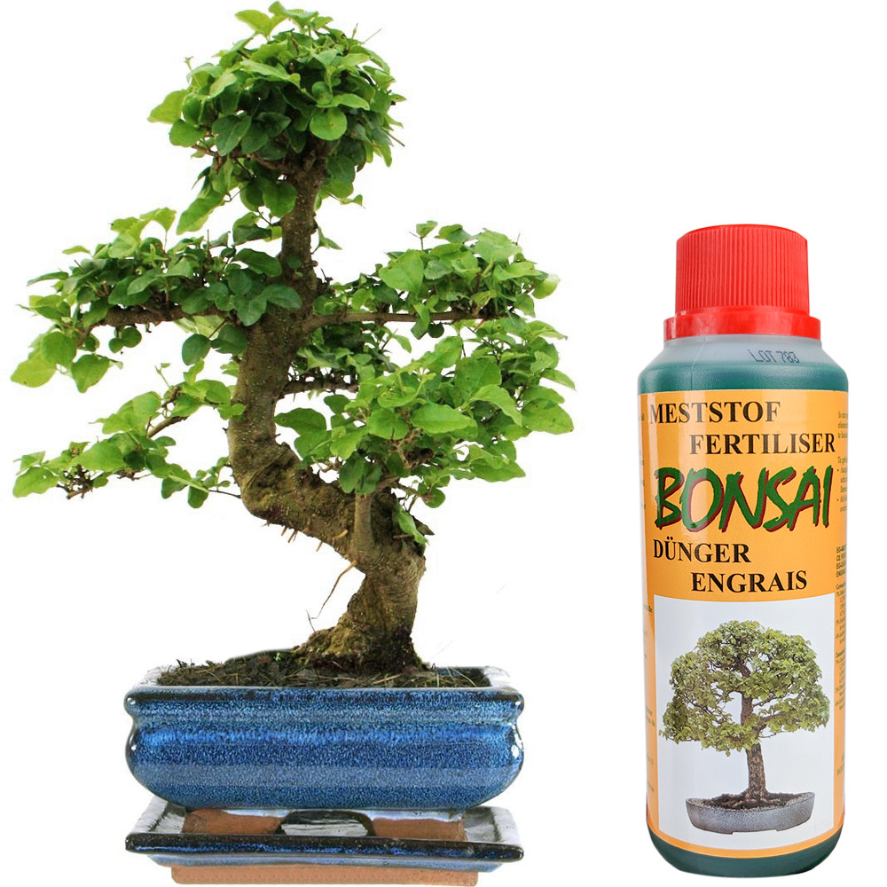 Bonsai Ligustrum Tree Live Indoor Houseplant in 15cm Pot + 250ml Bonsai Feed