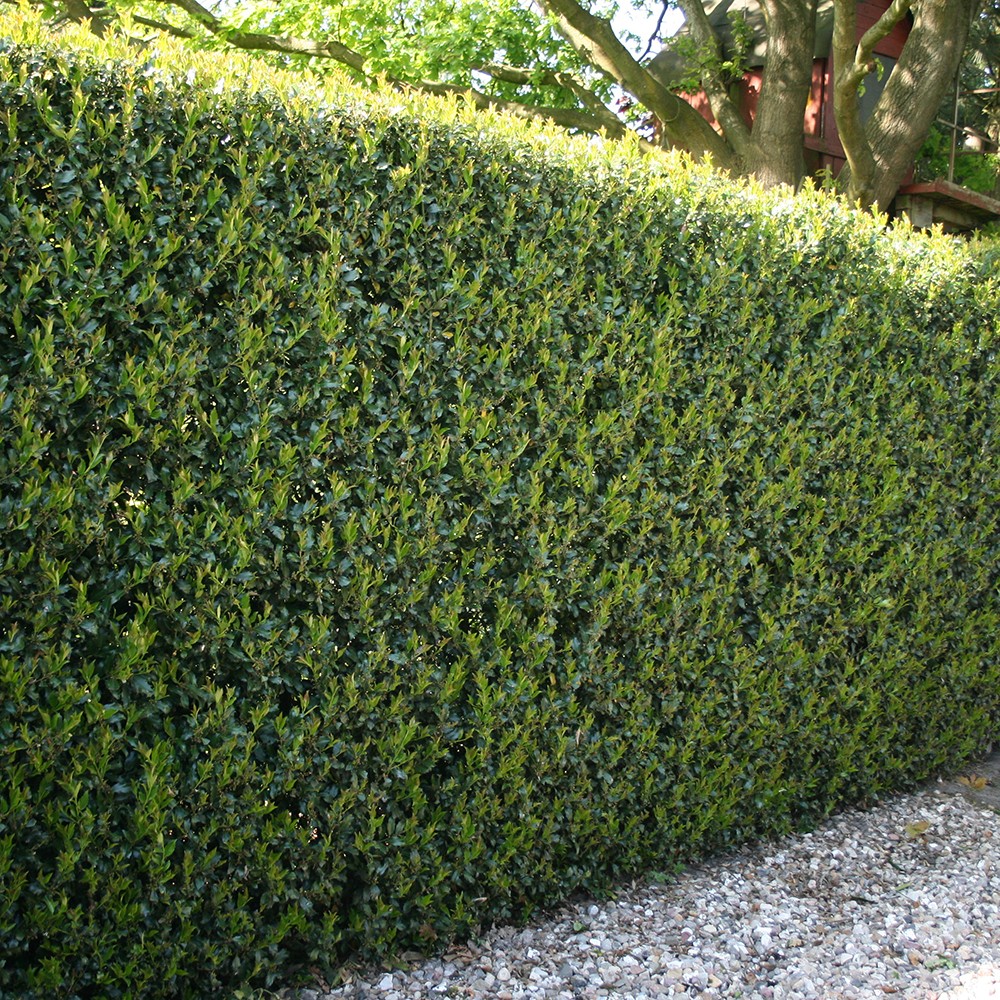 Ilex crenata 'Green Hedge' 9cm x 12