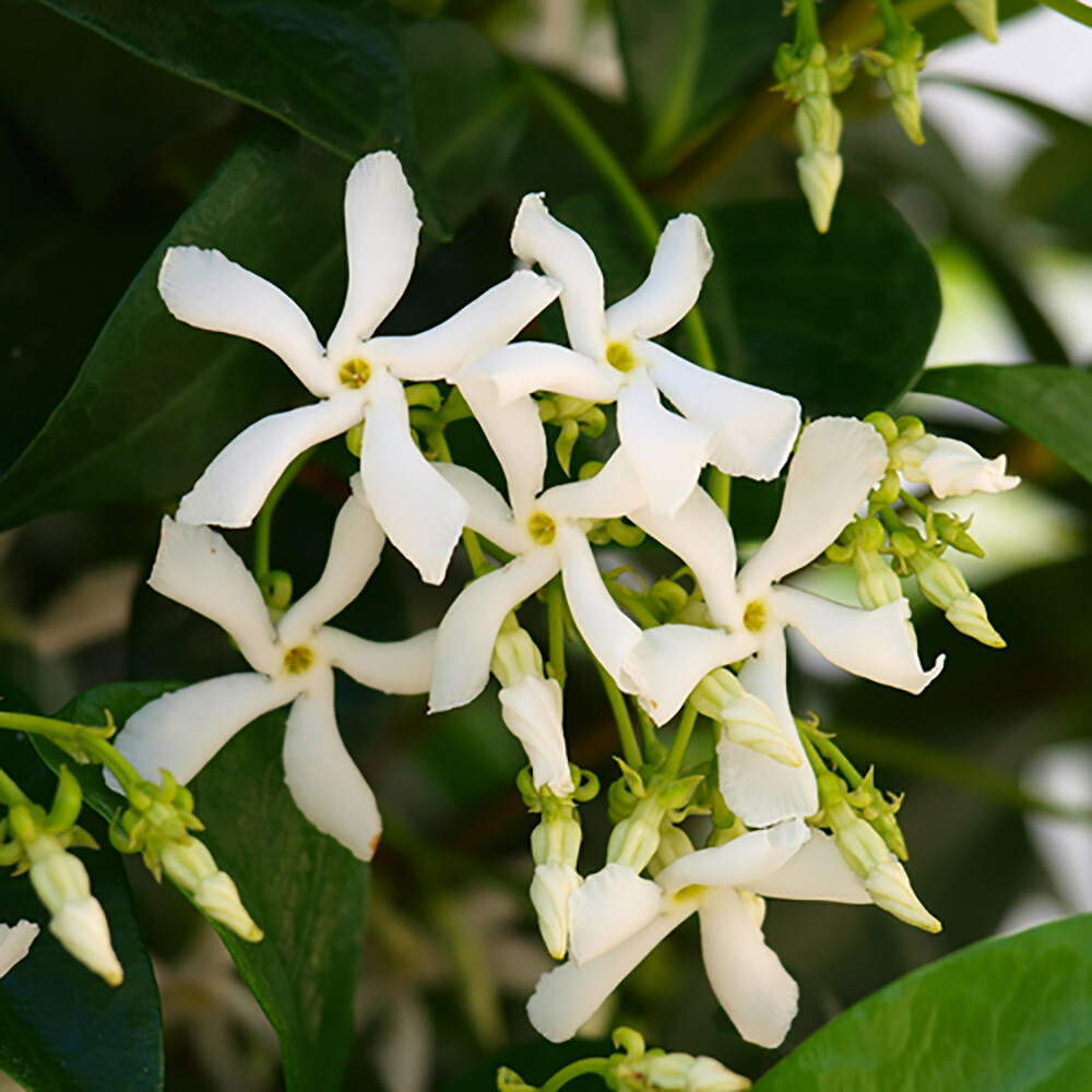 Climbing Plants, Star Jasmine, Fragrant Evergreen, 2 x 90cm Tall Canes, 2L Pot