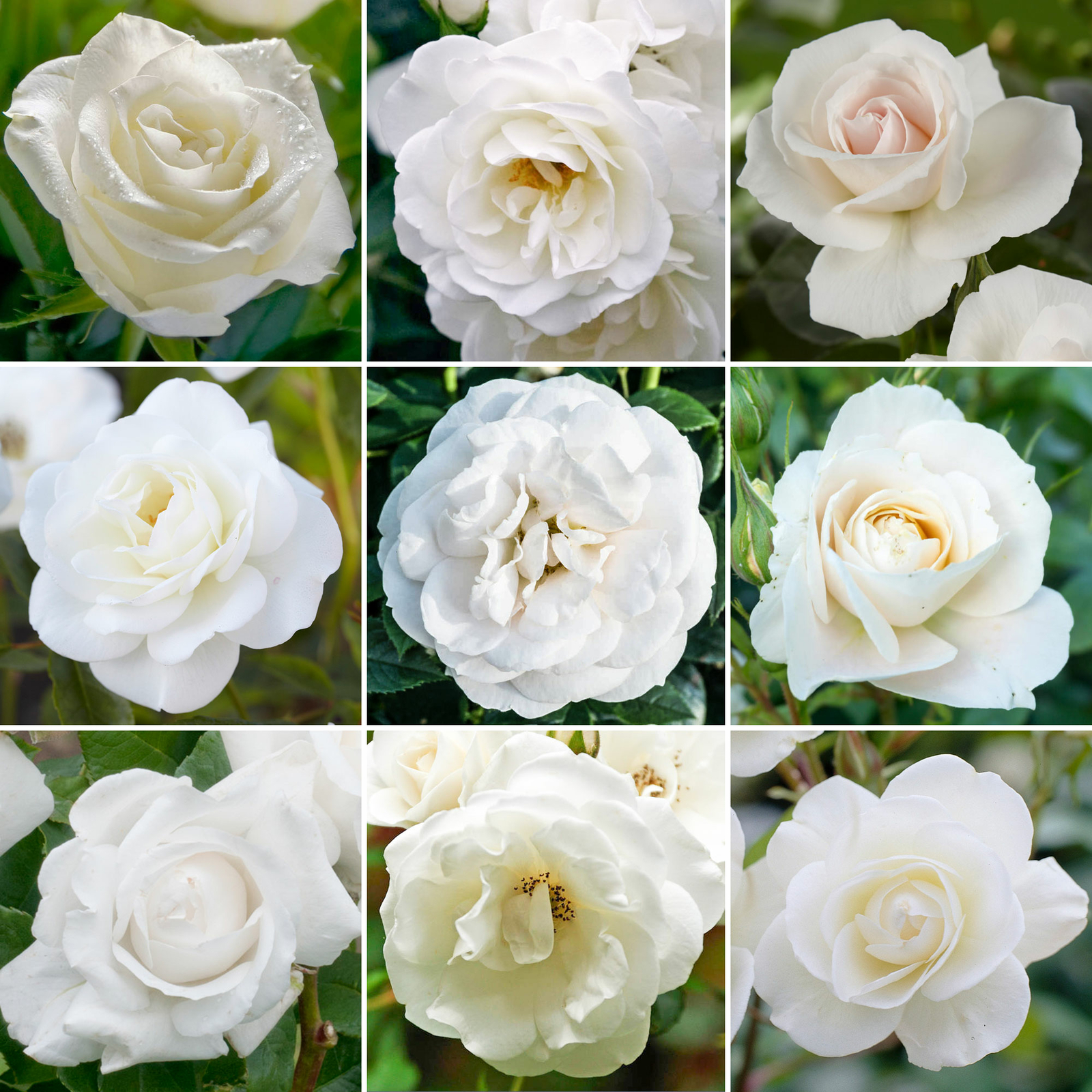 Elegant White Potted Rose | Premium Garden Roses with Colourful Summer Flowers
