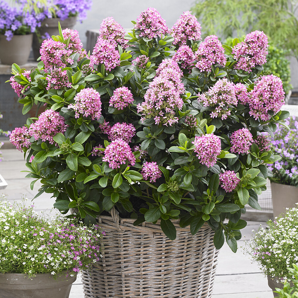 Escallonia Pink Elle, 2 x 2L Potted Plants, Compact Evergreen Shrubs Pink Blooms