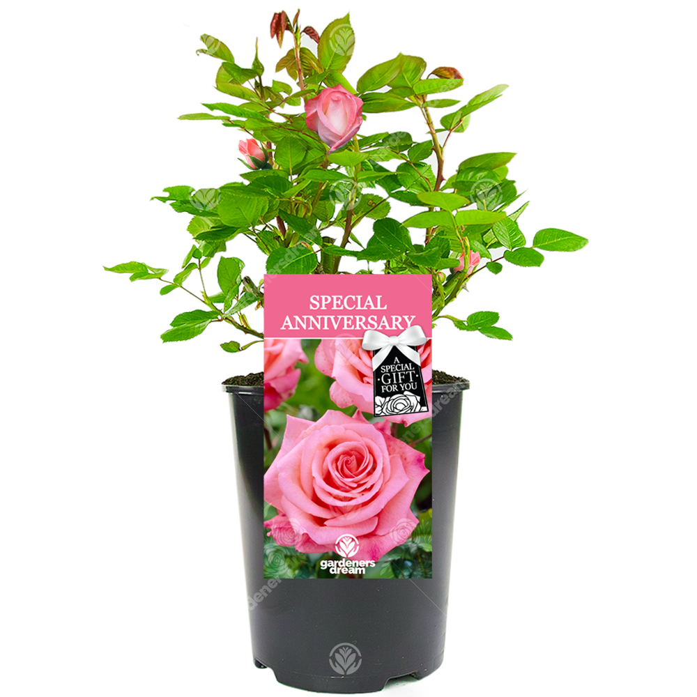 Special Anniversary Rose - Wedding Anniversary Gift - Live Rose Bush Plant