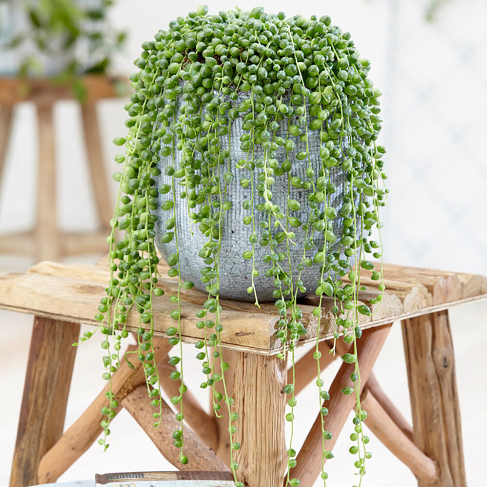 Houseplant, String of Beads, Trailing Succulent, Easy Care, 1 x 14cm Hanging Pot