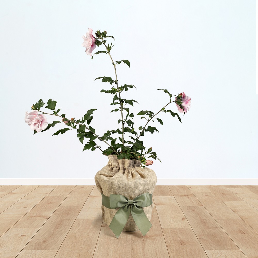 Gifted Wrapped Hibiscus 'Chiffon Pink' Established Plant in a 3L Pot
