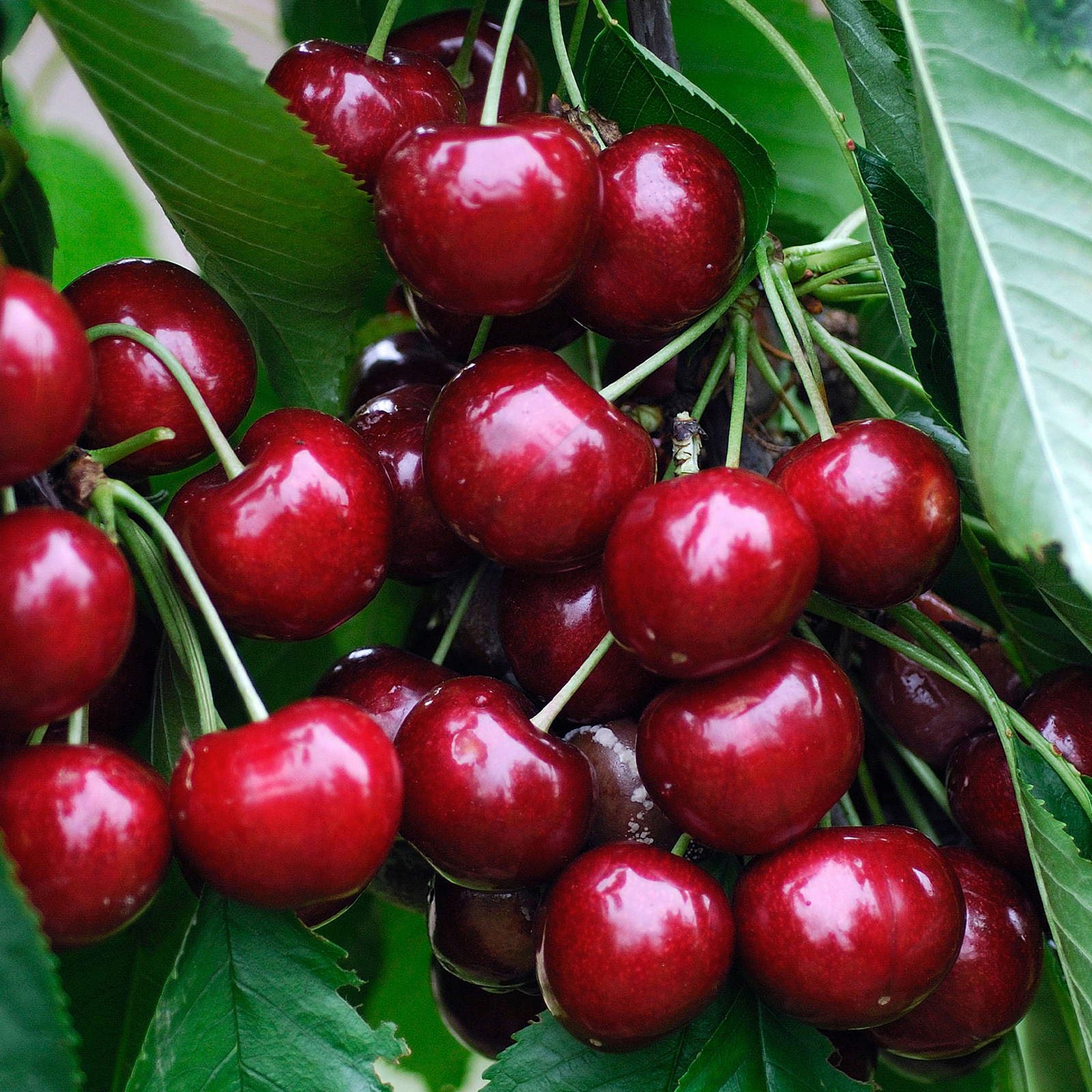 Cherry Sunburst Tree Garden Plant Grow Your Own Fruit Tree in 7.5L Pot 4-5ft