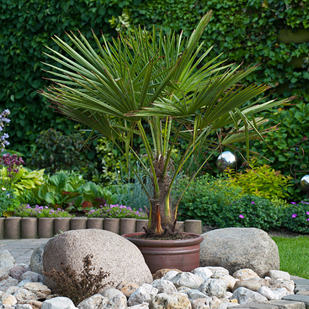 Palm Tree, Trachycarpus fortunei, Chusan Windmill, 60-80cm Tall, Includes Trunk