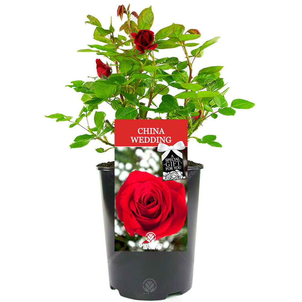 China Wedding Rose - 20th Wedding Anniversary Gift - Live Rose Bush Plant