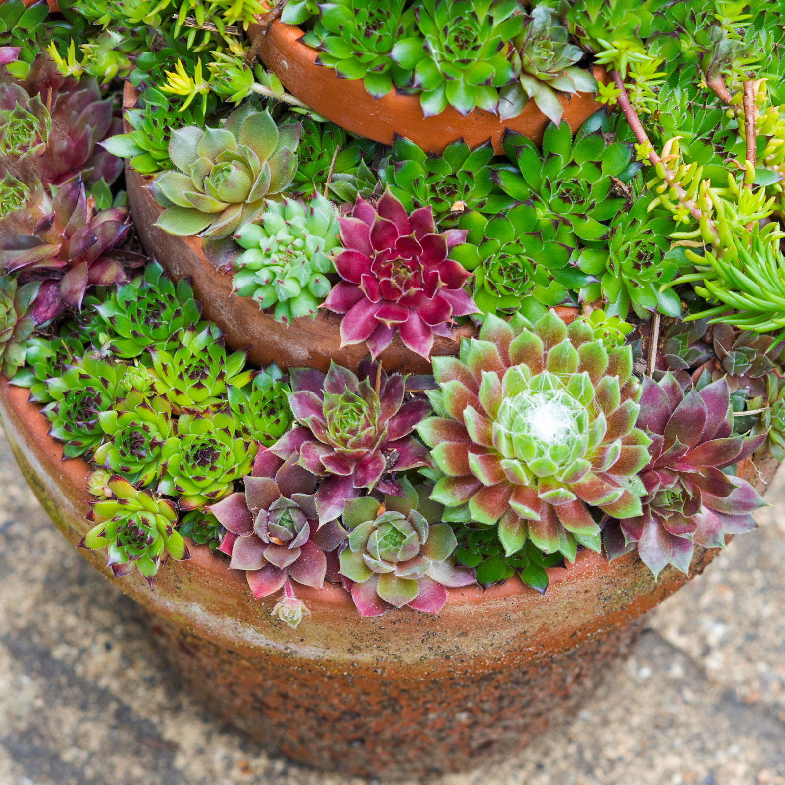Sempervivum Mix - 20 Plants | Indoor Succulent Hen & Chicks | 5-15cm with Pot