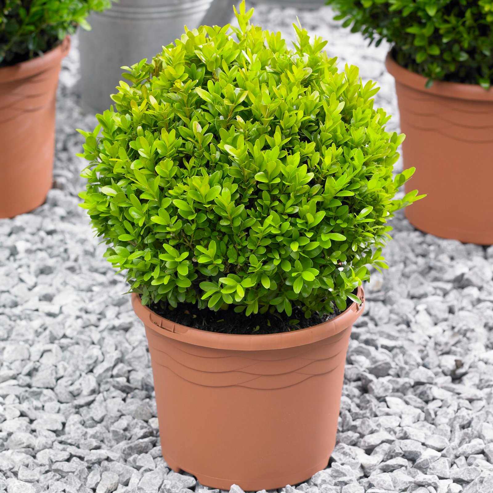 Buxus Ball 40cm Diameter Common Box Boxwood Garden Topiary Real Evergreen Shrub