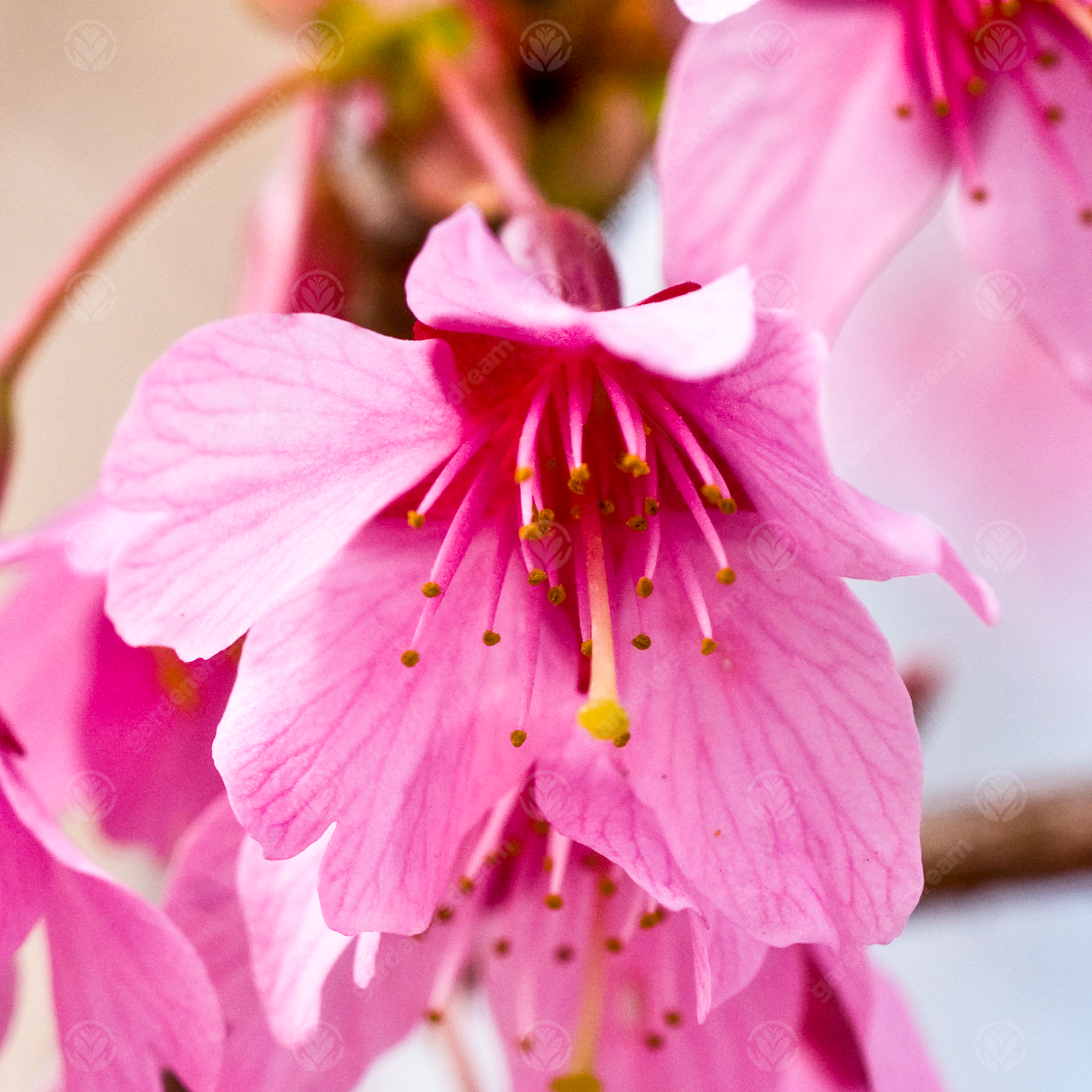 Prunus Okame | Flowering Cherry | Ornamental Garden Tree | 5-6ft