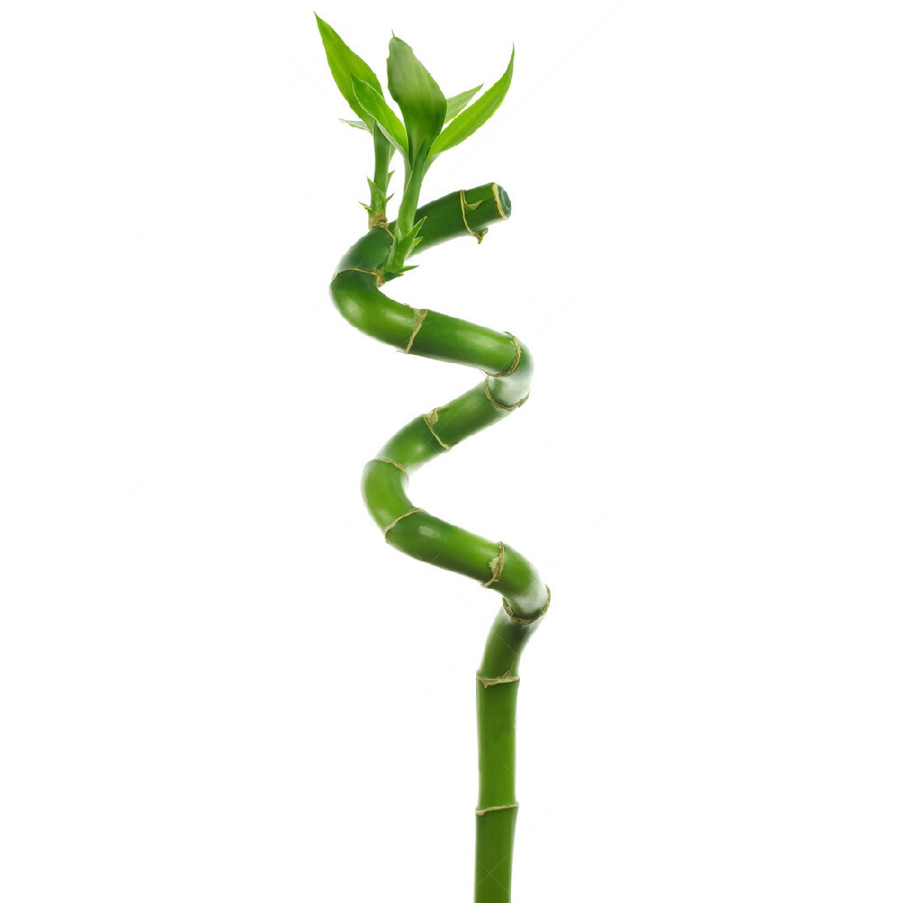 10 x Lucky Bamboo 40cm Spiral Stems For Indoor Plant Pot Garden Windowsill Bowl
