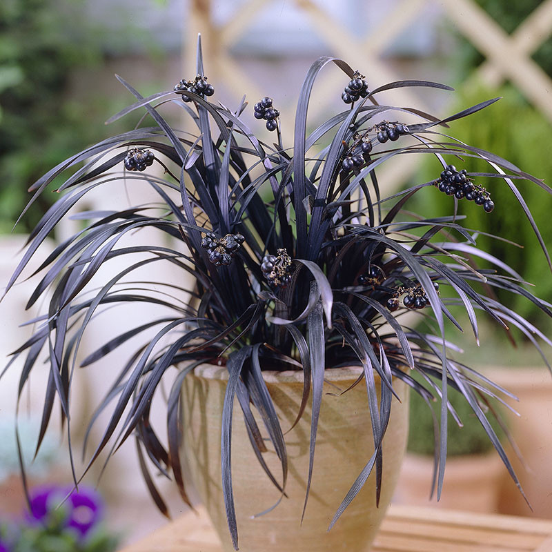 Black Grass, Ophiopogon 'Black Dragon', Hardy Grass-Like Evergreen, 3 x 9cm Pots