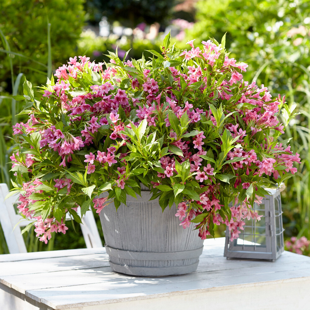 Flowering Shrubs Set, Weigela Picobella Rosa, compact, pink blooms, 3 x 9cm pots