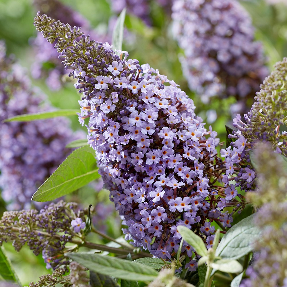 Buddleia Butterfly Candy Lila Sweetheart, 3 x Compact 9cm Plant Pots, Fragrant