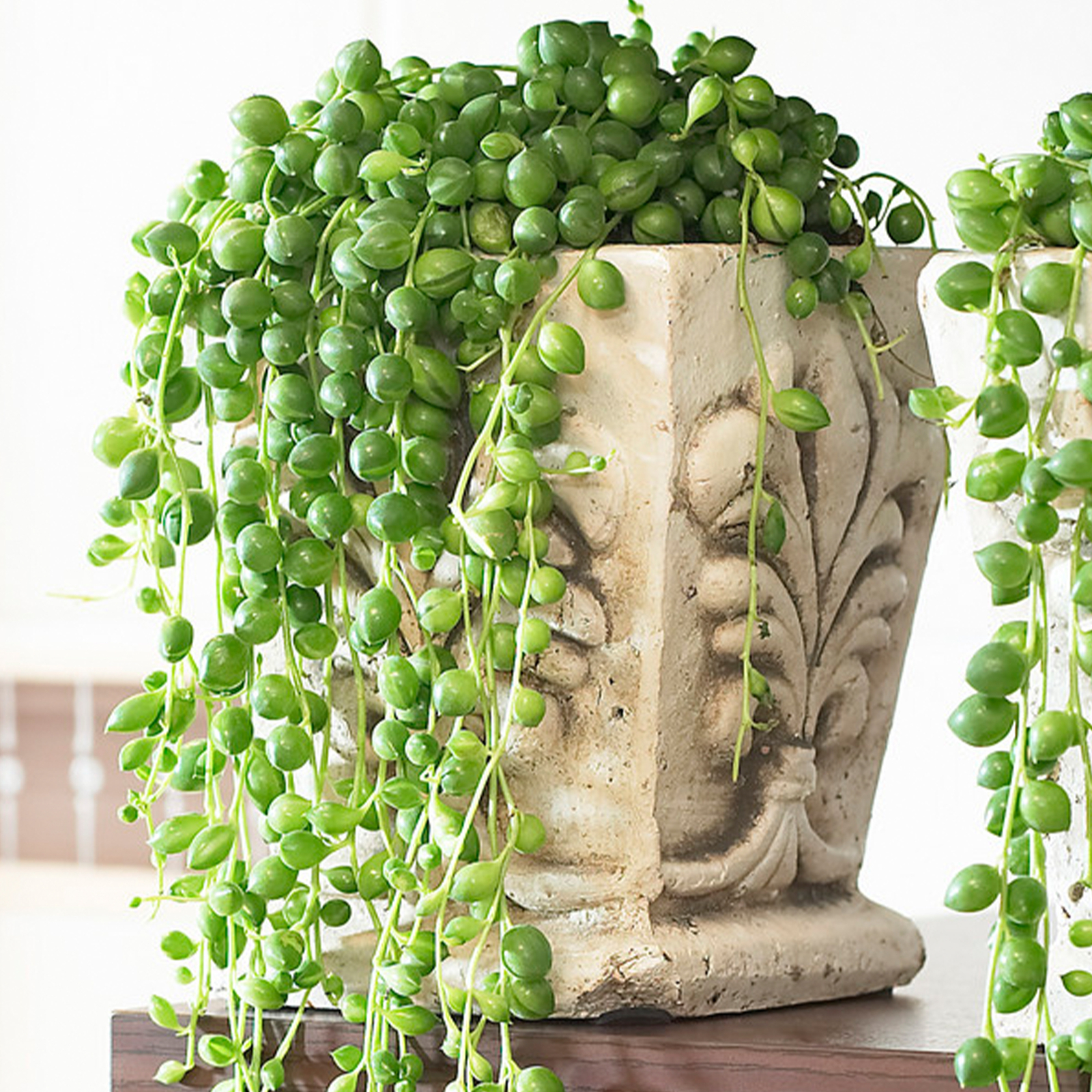 Senecio Rowleyanus - String of Pearls | Indoor Plants for Sale | 20-30cm Potted