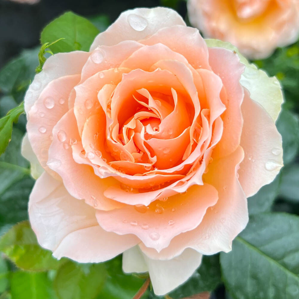 Harkness Rose The Rob Burrow MND, Bare Root Bush Rose, Yellow, Fragrant, Hardy