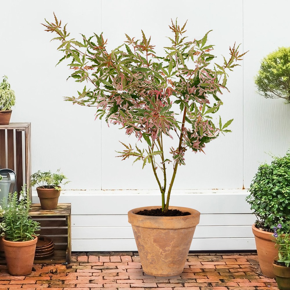 Japanese Acer Iyoshi, Ornamental Tree in 3L Pot, Variegated Foliage, Seasonal