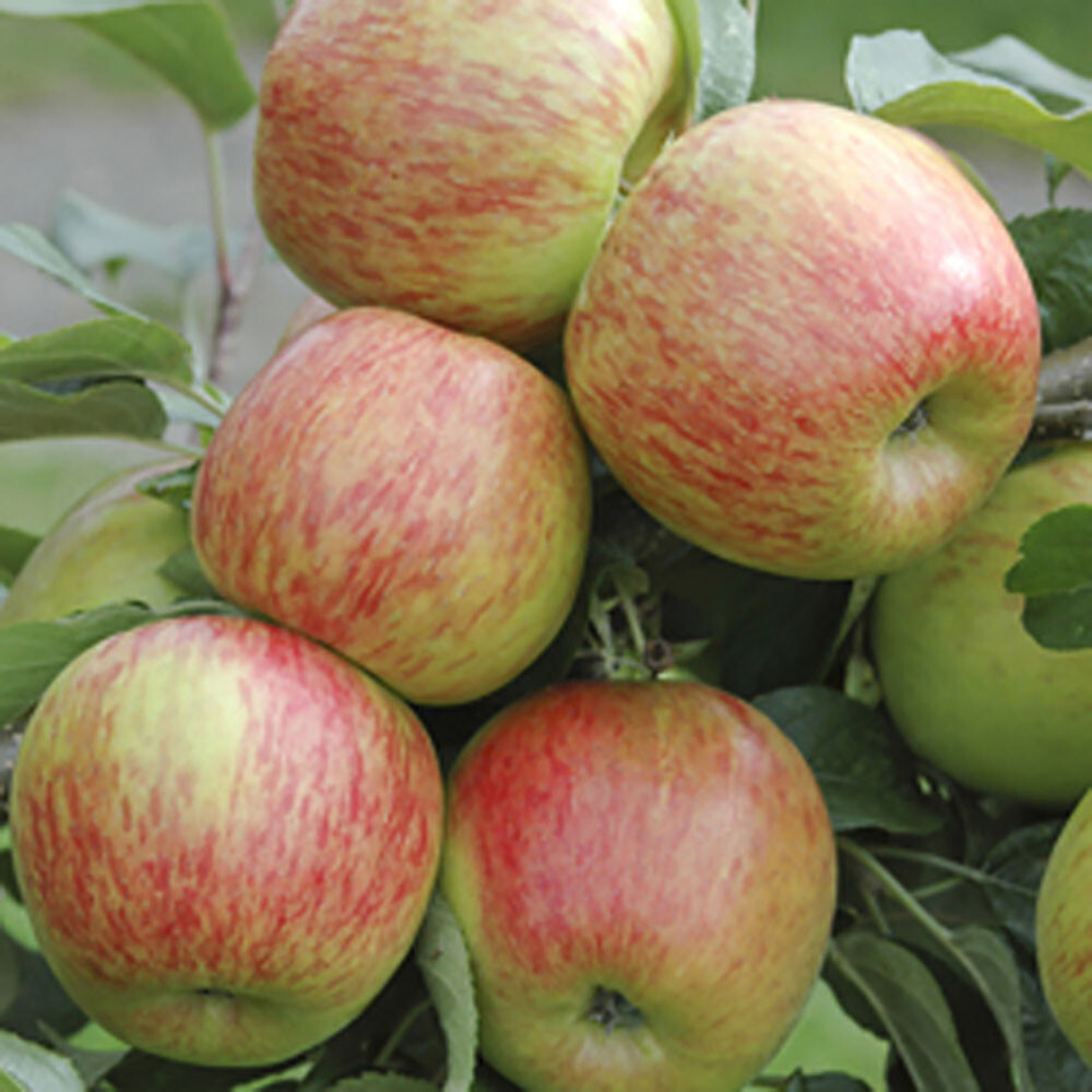 1 x Braeburn Apple Patio Fruit Tree Bare Root 1.35-1.45m Tall