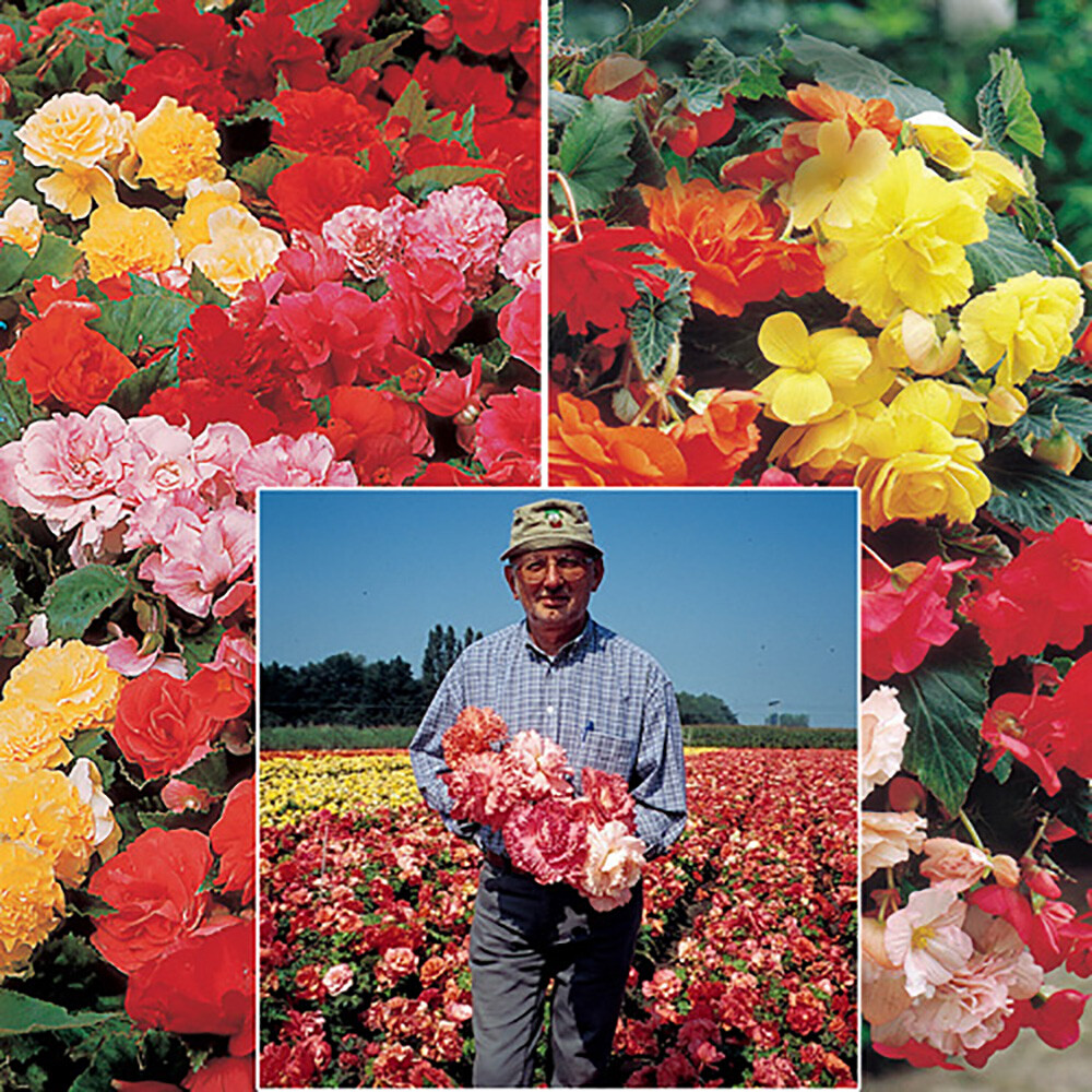 Belgian Giant Begonias - 10 Uprights and 10 Trailers