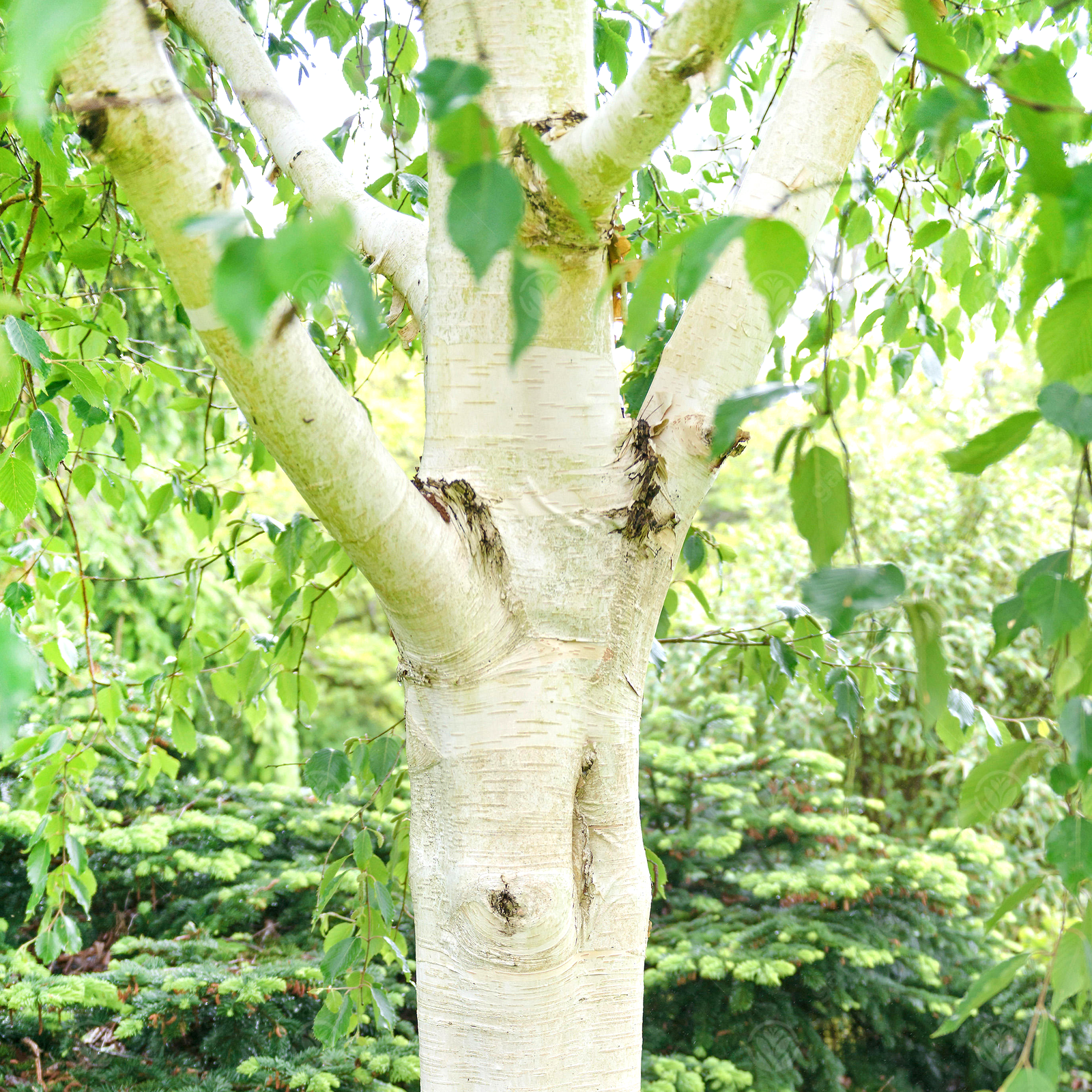 Betula utilis 'Grayswood Ghost' | Himalayan Birch Tree | Ornamental Tree | 5-6ft