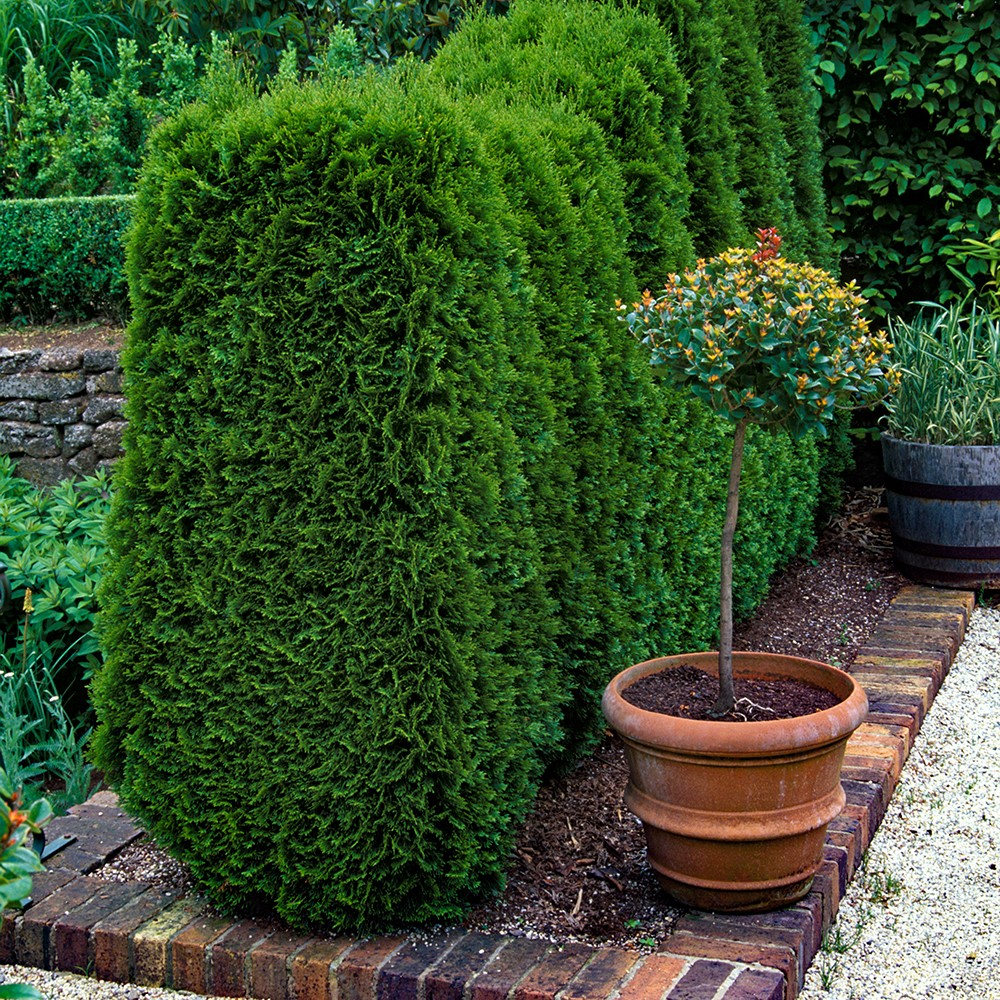 Thuja 'Smaragd' 9cm x 12