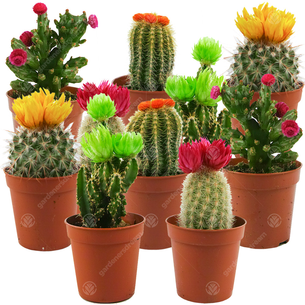 Mini Disco Cactus Mix House / Office Indoor 5.5cm Pot Small Gift Plant (10 Pack)