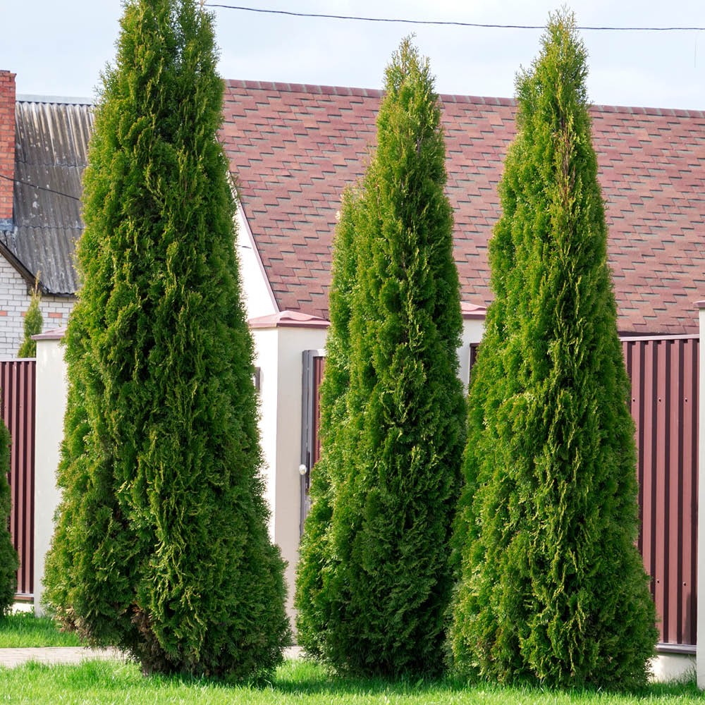 Thuja 'Smaragd' 9cm x24