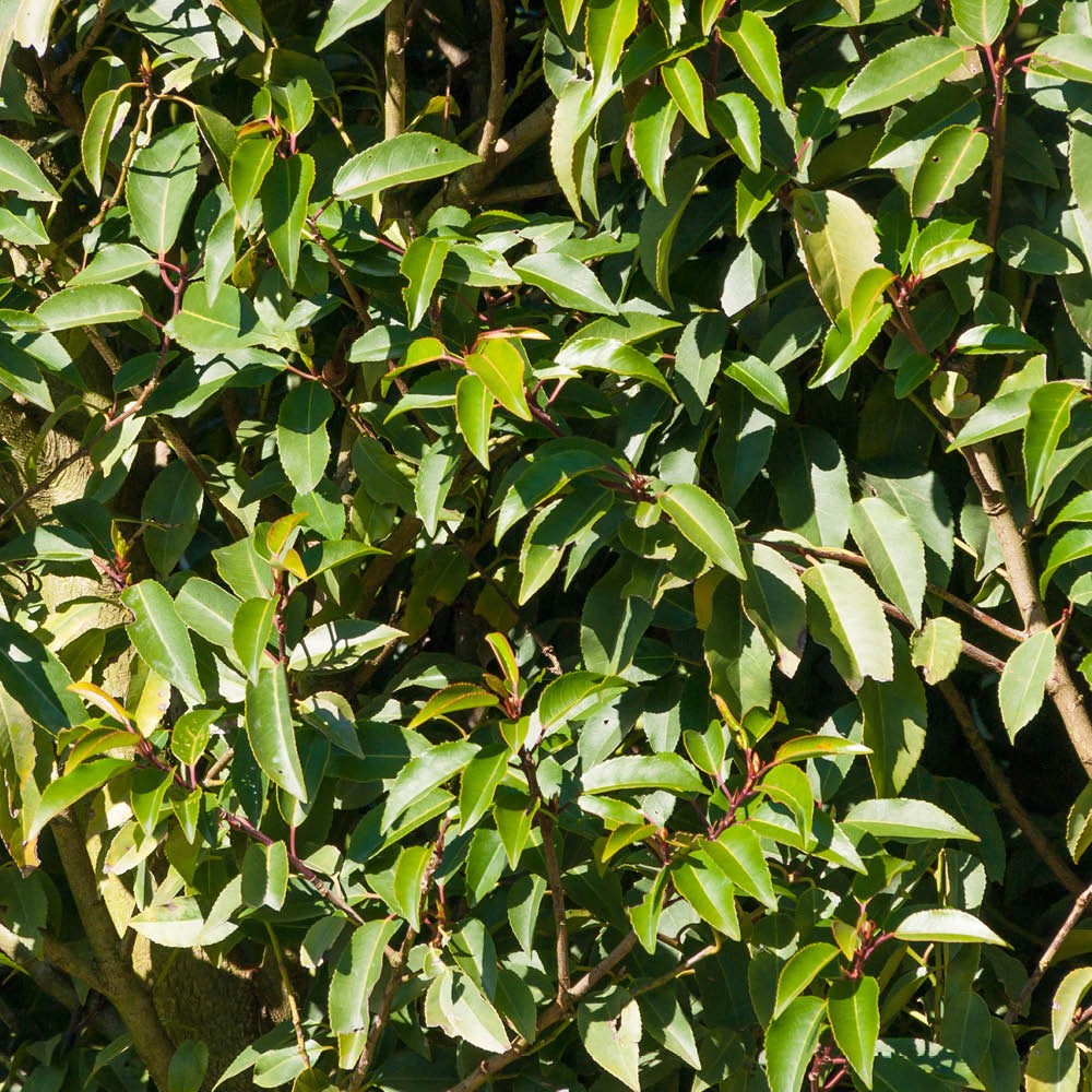 Portuguese Laurel, Evergreen Hedging Plants, Fragrant White Flower, 12x9cm Pots