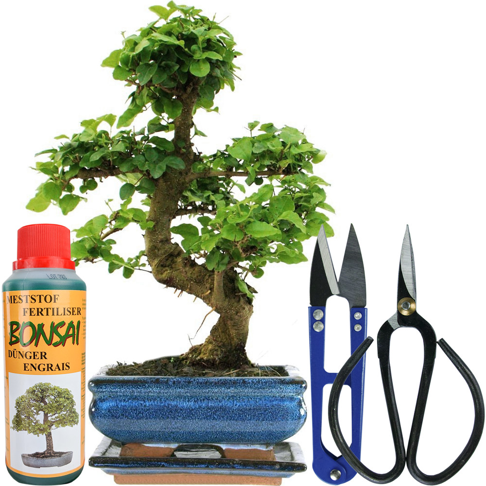 Bonsai Ligustrum Tree Live Indoor Houseplant in 15cm Pot + Full Care Kit