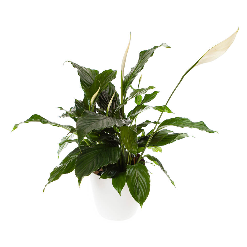 Peace Lily Houseplant, Spathiphyllum with White Pot Cover, Easy Care, 13cm Pot