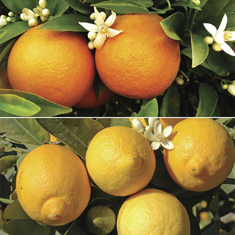 Pair of Large Orange and Lemon Trees, 2 x 4L Pots, with FREE 150g Citrus Feed
