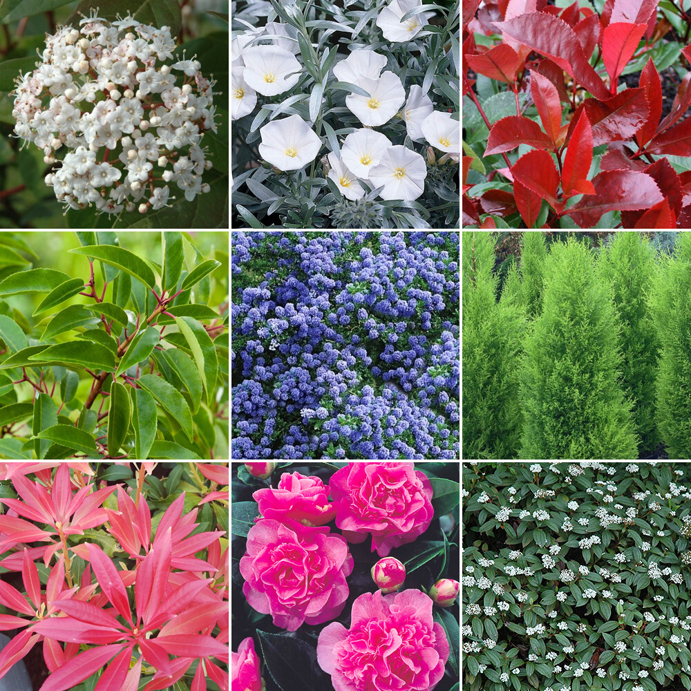 10 X Evergreen Shrub Plant Mix - High Quality Established Plants in Pots