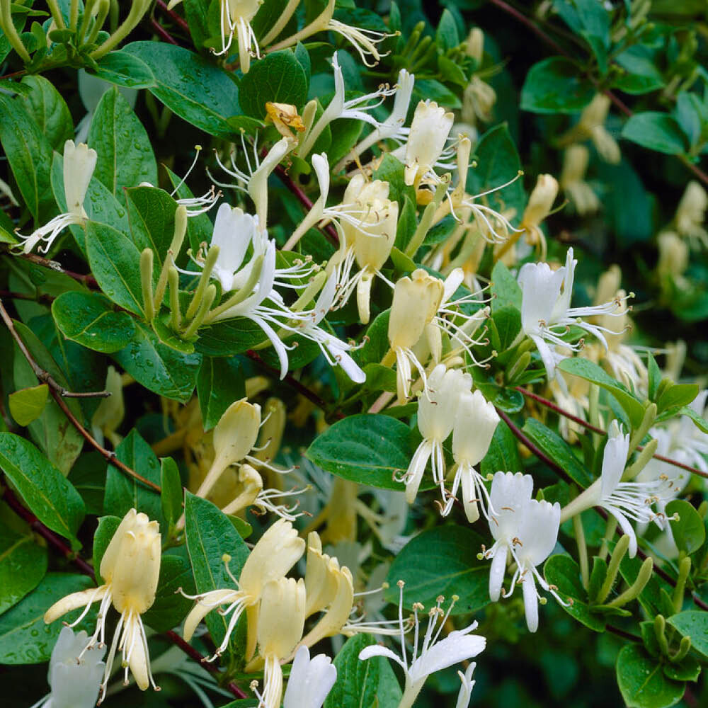 Climbing Garden Plant, Halliana Honeysuckle, scented white, 2L pot, 90cm cane