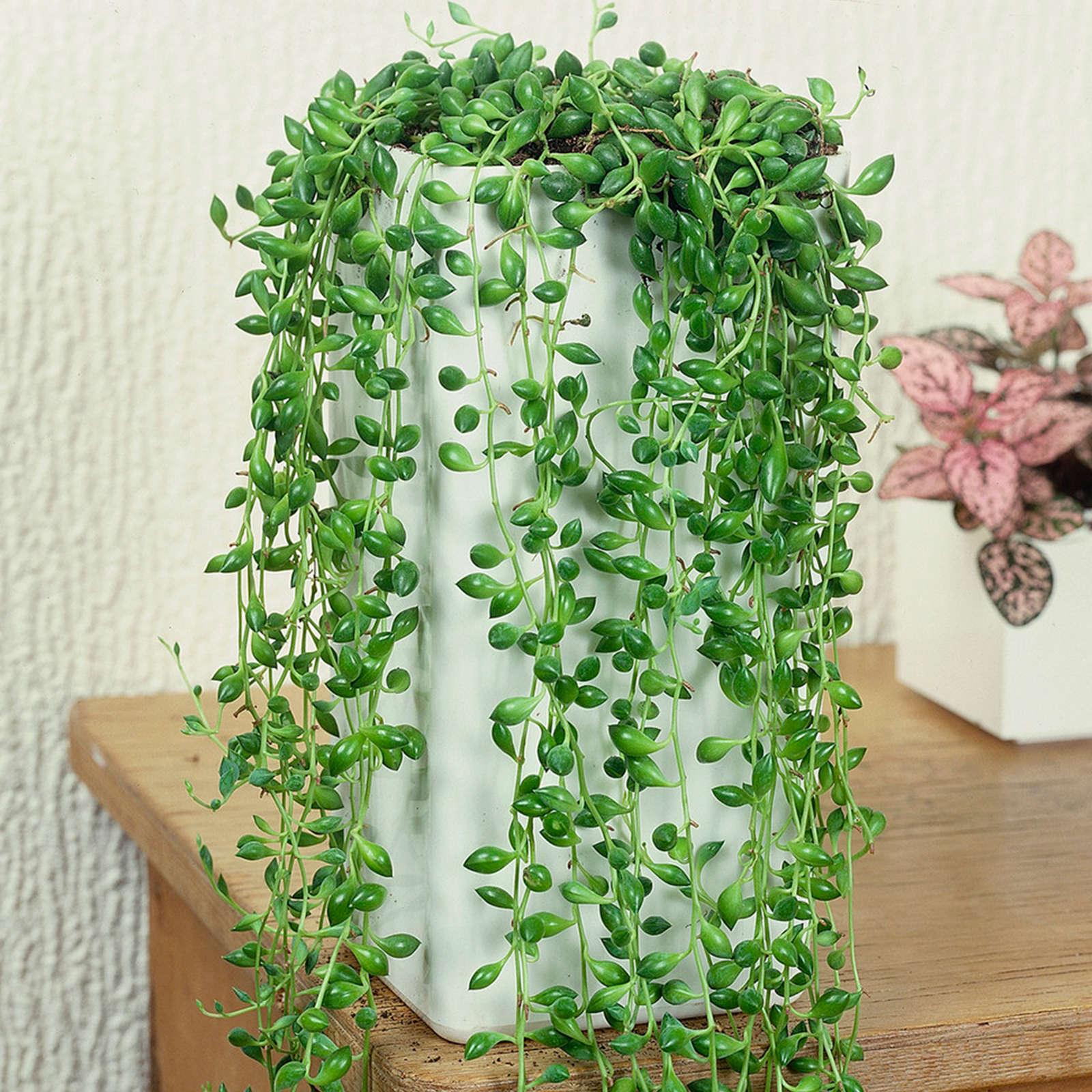 Premium Senecio Rowleyanus | Evergreen 20-30cm Potted Succulent Gift for Sale