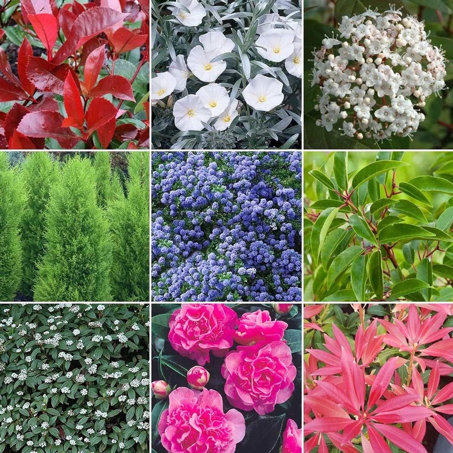 5 X Evergreen Shrub Plant Mix - High Quality Established Plants in Pots UK Grown