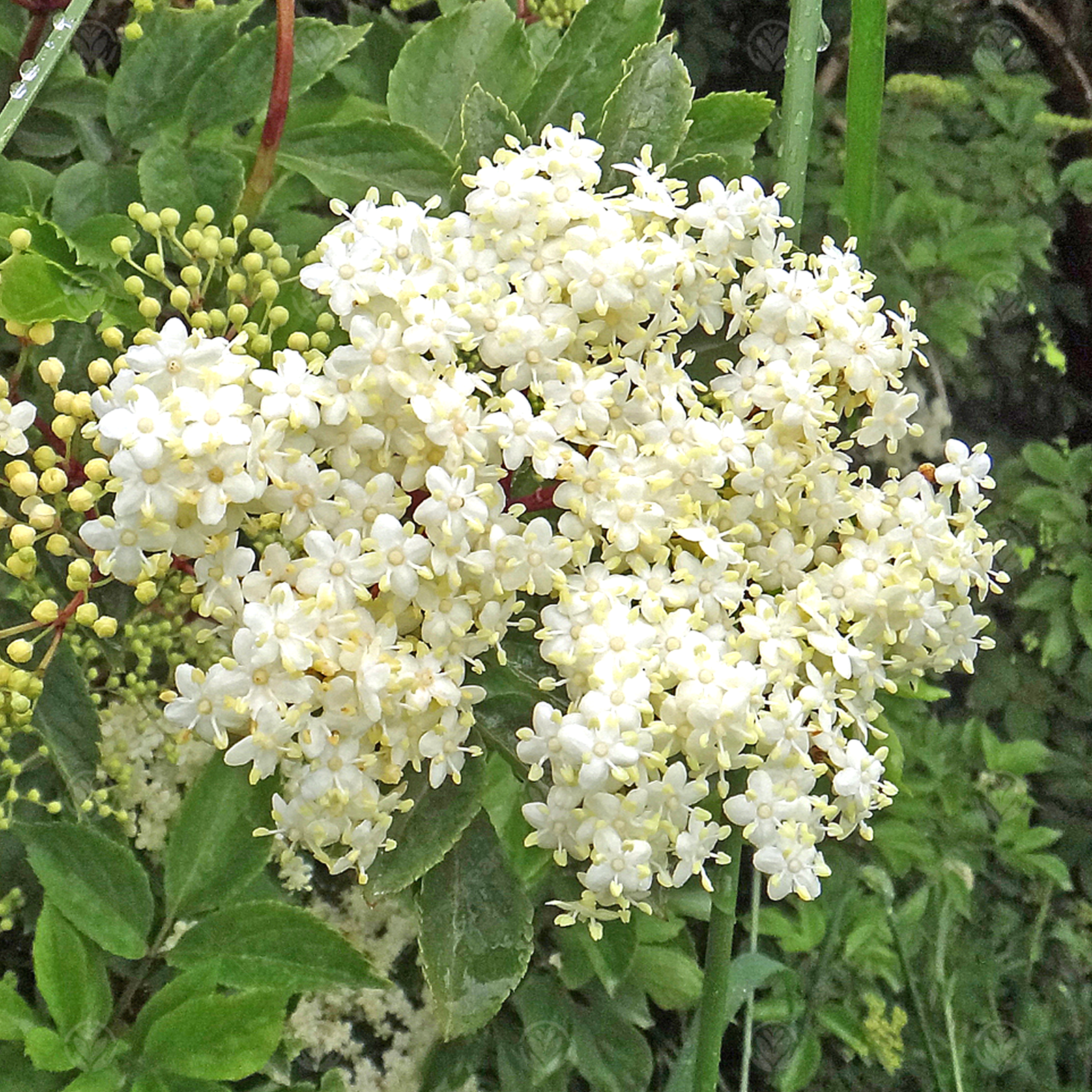 Sambucus nigra Golden Tower | Golden Elder | Ornamental Garden Tree | 3-4ft