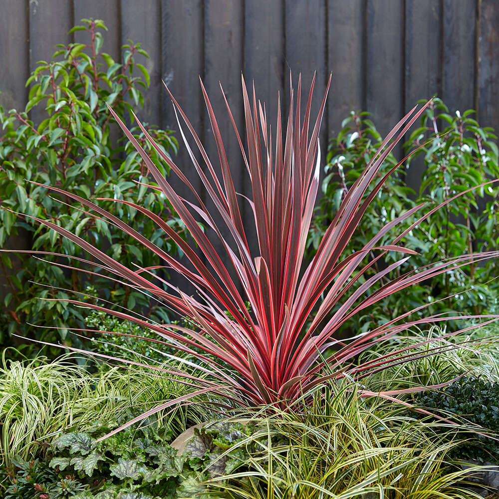 Cordyline Plants, Charlie Boy, Colourful Red Foliage, 2 x 17cm Pots, 60cm Tall